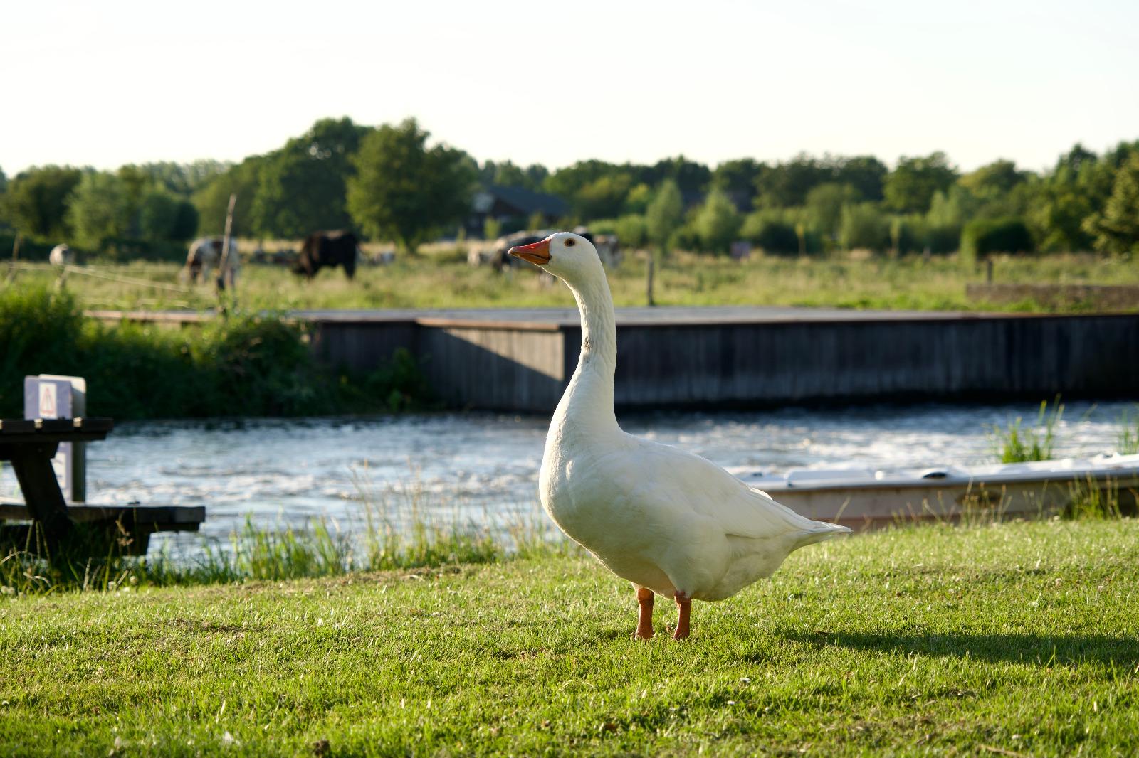 Camping aan de Linge (1)